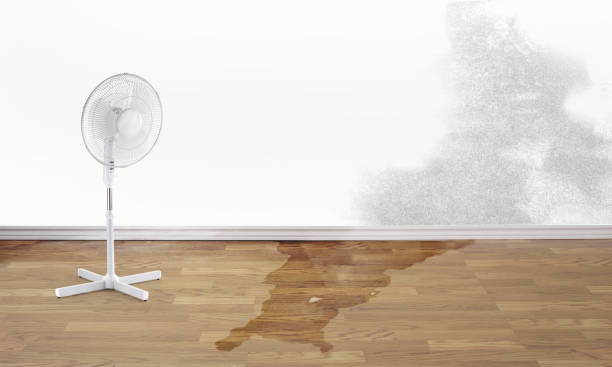 Best Ceiling water damage repair  in Hawkinsville, GA